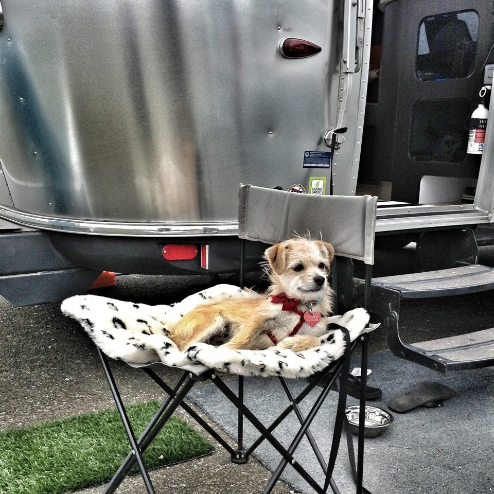 Canine Glamping