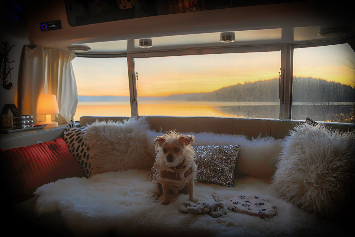 Canine wanderlust via J5MM.com // Oliver the Airstreaming Terrier